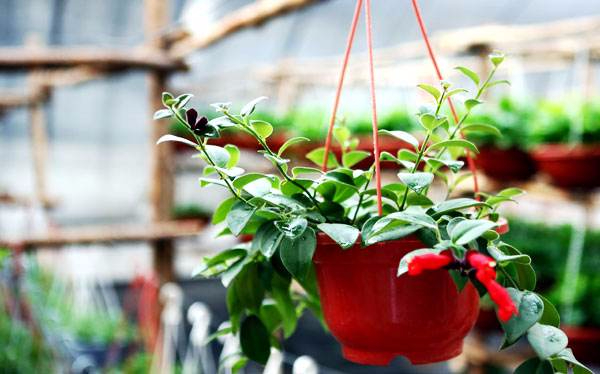 植物可以除甲醛嗎？哪些植物除甲醛效果好